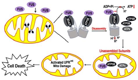 TRIM72通过泛素化FUS蛋白突变体作为ALS的潜在治疗性靶标的制作方法_2
