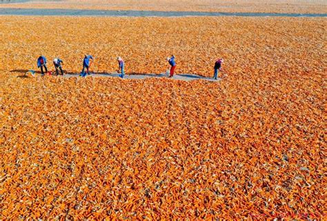 中国·甘州-张掖国家玉米种子产业园第一台玉米种子果穗剥皮线顺利投产使用