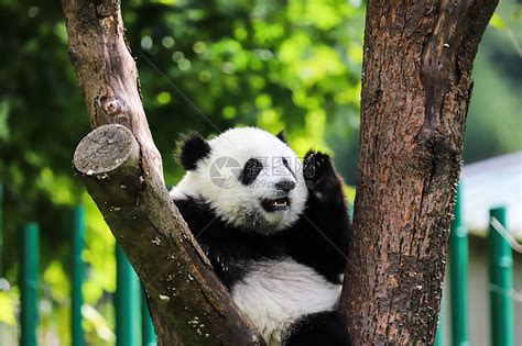 中国国宝大熊猫爬树高清图片下载-正版图片501653852-摄图网