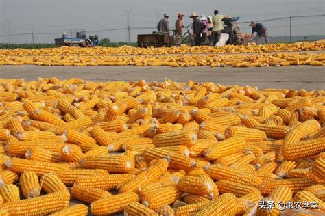 今年玉米的价格是多少钱一斤（玉米现在多少钱一斤） - 羊城网