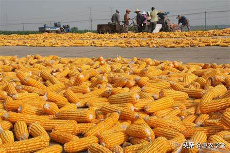 未来十五天玉米行情多少钱一斤