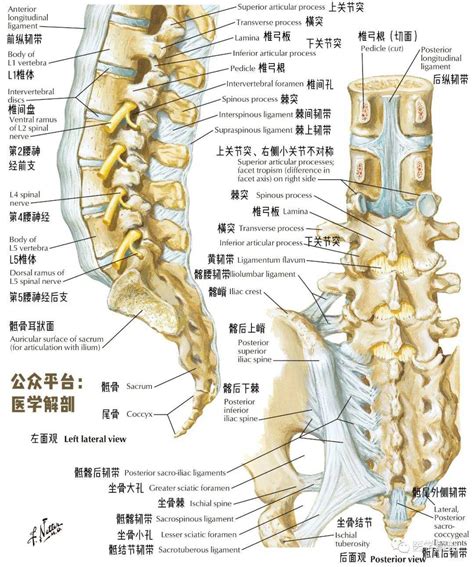 脊柱检查之X线、CT、MRI影像解剖 - 好医术早读文章 - 好医术-赋能医生守护生命