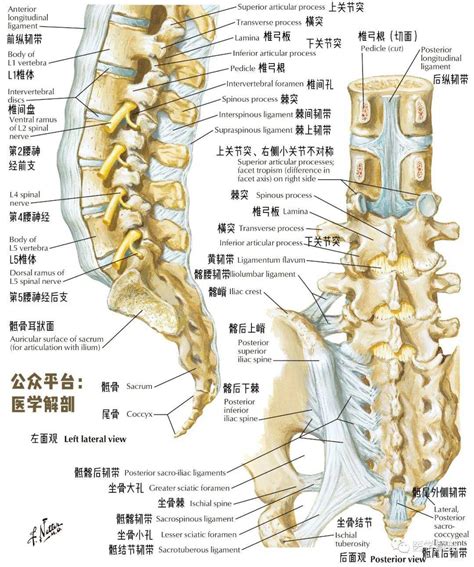 脊柱平衡与健康 - 知乎