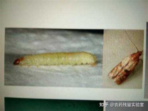 家里的米面出现小虫，对人有害吗？_武汉_新闻中心_长江网_cjn.cn