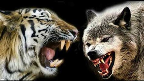 老虎拥有与狼群一战的实力吗？看东北虎与狼在西伯利亚一带的较量_腾讯视频