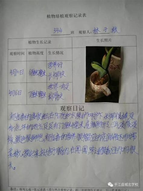 大蒜 植物的生长变化观察记录表_文档之家