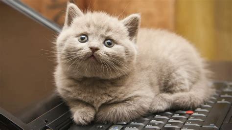 我的键盘上长出一只猫…… - 知乎