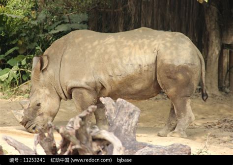 白犀牛的母亲和婴儿群放牧南非高清图片下载-正版图片307074725-摄图网