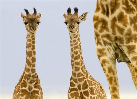 散步的长颈鹿图片-非洲草原上的长颈鹿素材-高清图片-摄影照片-寻图免费打包下载