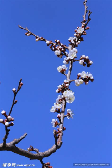 杏花图图片