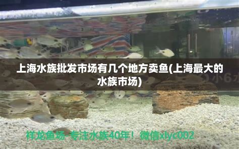 广州清平水族市场图片-淘金地农业网
