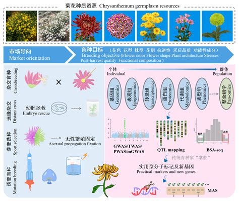 中国菊花遗传育种60年回顾与展望