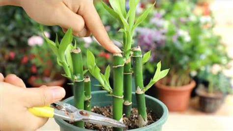 富贵竹的养殖方法和注意事项：富贵竹怎么养才能更旺盛 - 花儿谷