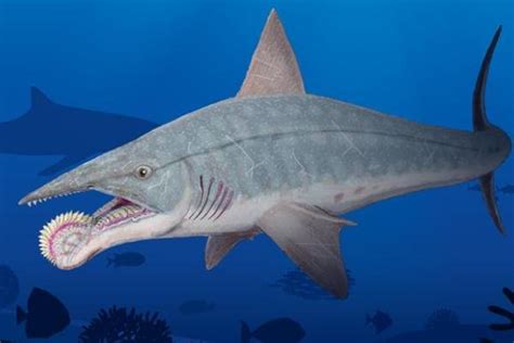 海洋科普（1503）| 旋齿鲨-困扰学术界几百年的鱼类_螺旋