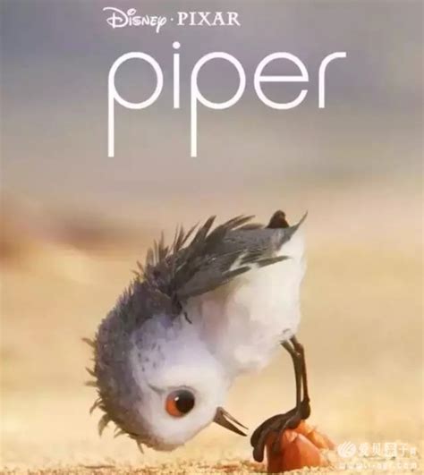 如何评价获得第 89 届奥斯卡最佳动画短片的皮克斯动画短片《鹬》（Piper）？ - 知乎