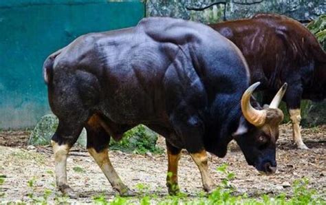 动物世界之高地牛，有浓密而深色的毛发，既凶猛又安静|动物世界|高地|牛_新浪新闻