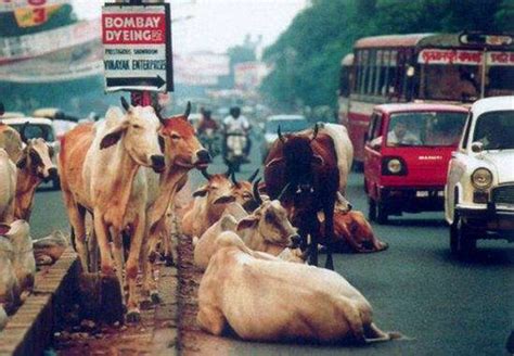 印度的牛为什么到处乱跑 印度牛多的原因_法库传媒网