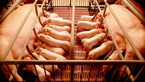 执业兽医网-猪病-看胎衣特征判断母猪产仔是否结束