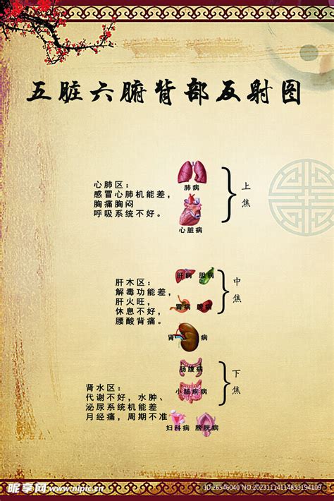 背部反射区图图片