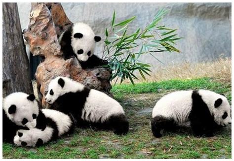 大熊猫自然保护区图册_360百科