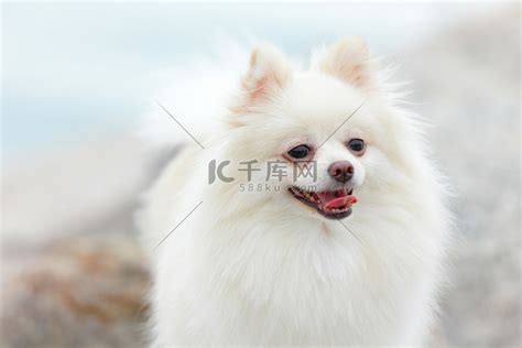 白色博美犬坐在岩石上高清图片下载-正版图片504218065-摄图网