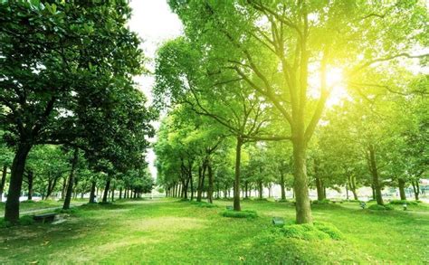 植树造林的好处有哪些（植树造林的意义和作用） – 碳资讯