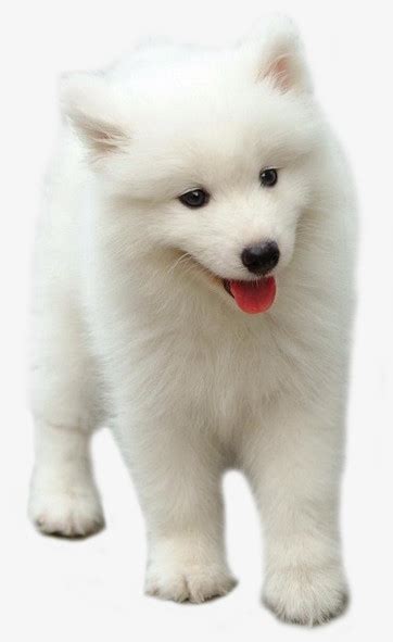 白色的狗狗品种 萨摩_宠物百科 - 养宠客