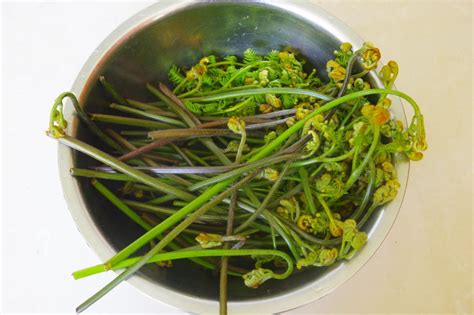 山野寻奇——蕨菜
