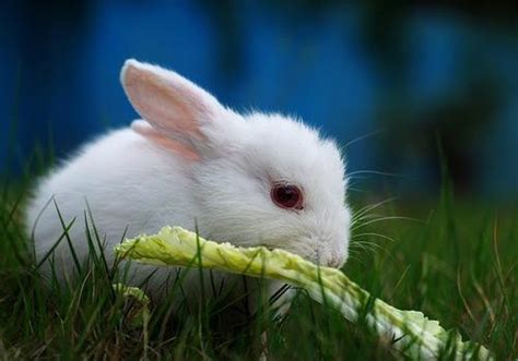 兔子喜欢吃些什么东西?，请问兔子爱吃什么东西？ - 综合百科 - 绿润百科