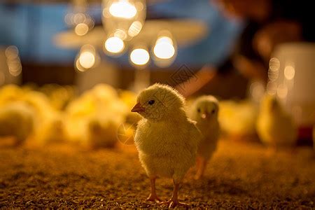 小鸡孵化1一21天过程-农百科