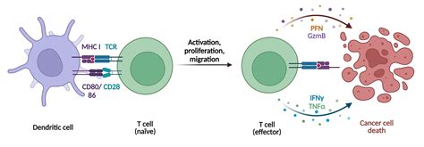 中性粒细胞/嗜酸性粒细胞-赛笠生物