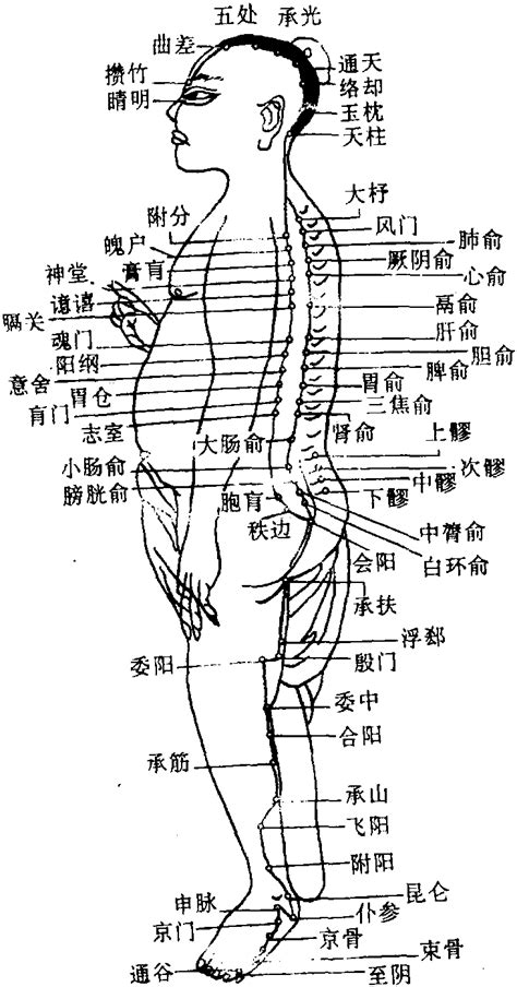 膀胱经经络图图片