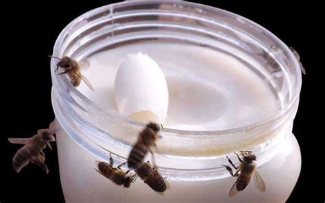 蜂蜜是怎么来的？绝非蜜蜂拉的屎，事实上蜜蜂酿蜜过程极为复杂！