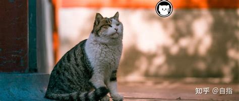 躲不开的猫缘：为什么怕猫的人更受猫的欢迎？关于猫的凝视威胁