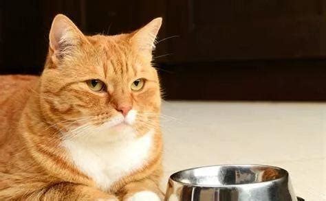 猫咪不爱吃猫粮怎么办 – 中国宠物网