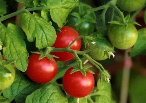 番茄生长过程中为什么要整枝打杈？