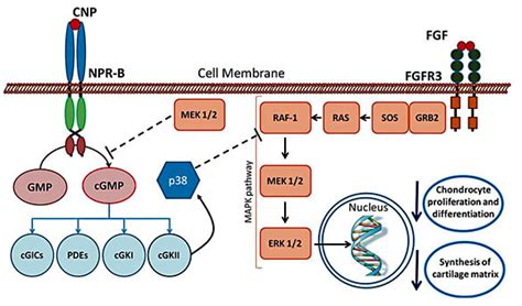 CNP and FGF signaling pathways converge at the MAPK pathway. CNP binds ...