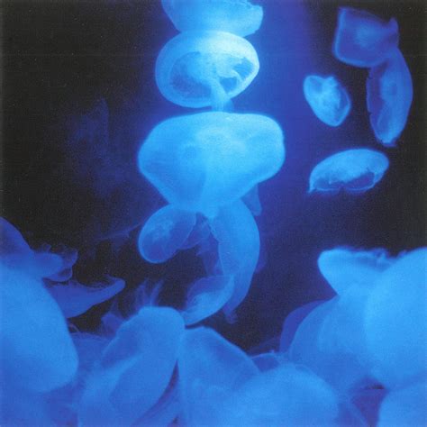 姫神 Himekami – 青い花（2003/FLAC/分轨/284M）_乐海拾贝