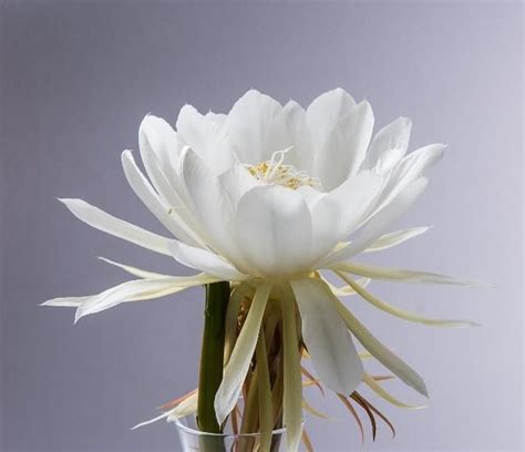 雪莲花，圣洁的象征，被视为神圣之物！