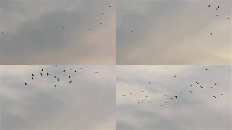 一大群乌鸦飞在天空是怎么回事 一群乌鸦在天上飞的原因_知秀网