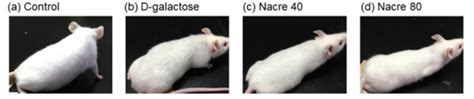 NOD-SCID小鼠-上海交通大学医学院实验动物饲养与管理