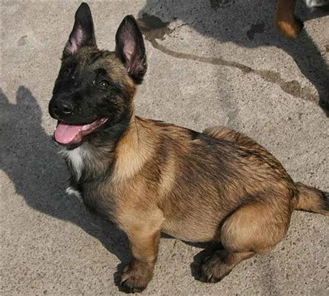 很喜欢的一条漂亮小母马犬，给它取的名叫“极品”！ - 马犬版 - 猛犬俱乐部-中国具有影响力的猛犬网站 - Powered by Discuz!