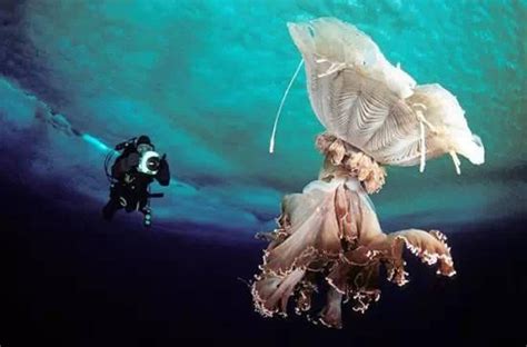 海底世界，看深海巨型章鱼如何展肢遨游