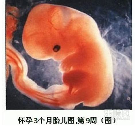 怀孕三个月肚子有多大,怀孕三个月胎儿有多大,怀孕三个月肚子多大-乐哈健康网