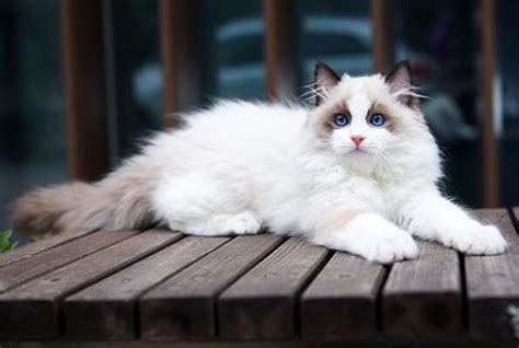 世界十大最贵的猫咪品种排行榜 第一竟然要61万人民币！|猫|品种|猫咪_新浪新闻