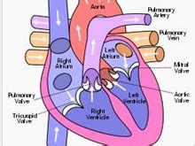 心排血量监测方法 - 豆丁网