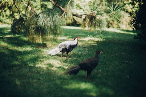 美丽的野鸡在阳光明媚的植物园中行走高清图片下载-正版图片506133552-摄图网