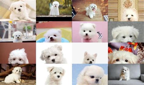 这十种小白狗，哪一种是你的最爱？喜欢第五种的，都是女神