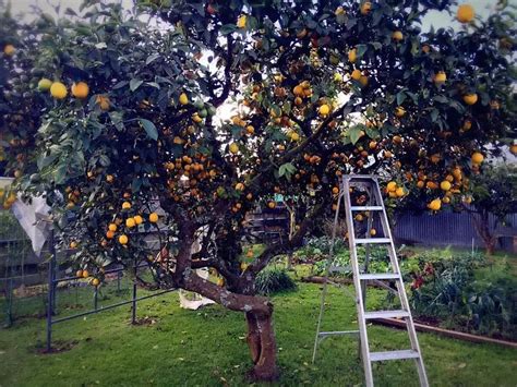 桔子树风水_在屋顶花园里种橘子树樱桃树和葡萄树风水上有什么讲究吗_家居风水_水木易学