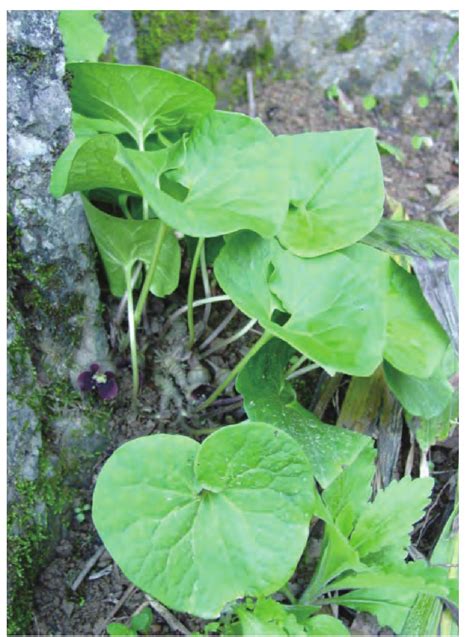 细辛-神农架植物-图片